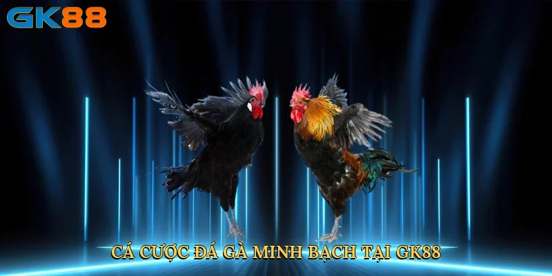ca-cuoc-da-ga-minh-bach-tai-gk88-3