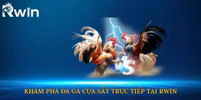 Khám phá đá gà cựa sắt trực tiếp tại Rwin
