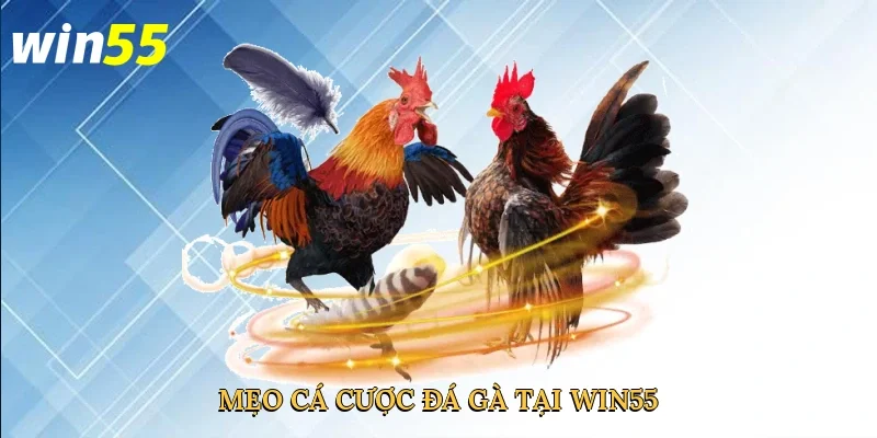 meo-ca-cuoc-da-ga-tai-win55-4