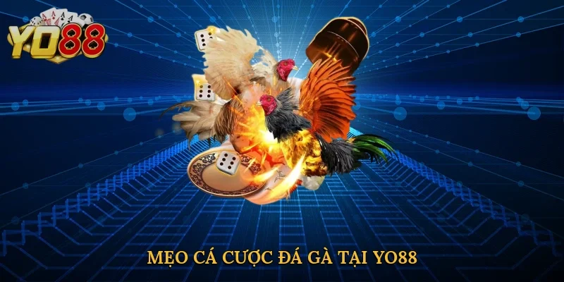 Mẹo cá cược đá gà tại Yo88